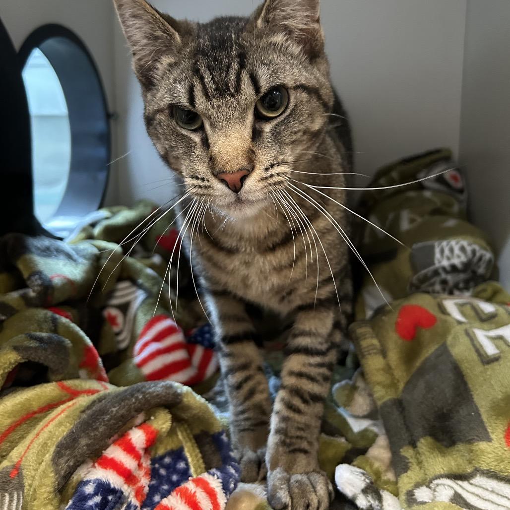 Pleakley, a Adoptable Domestic Short Hair in Saint Charles, MO image 3/6