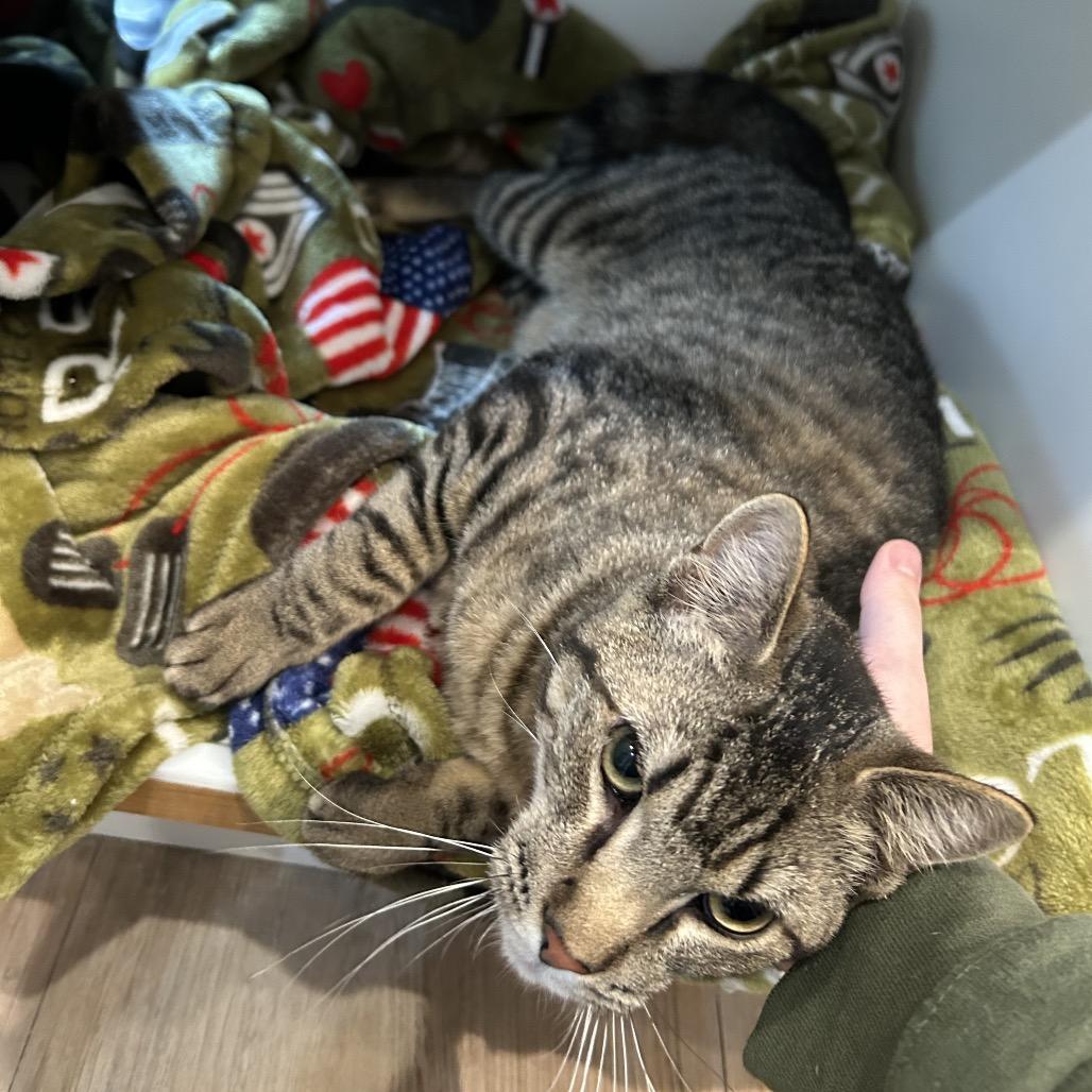 Pleakley, a Adoptable Domestic Short Hair in Saint Charles, MO image 4/6