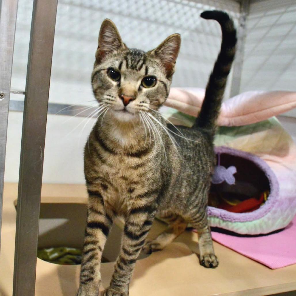 Pleakley, a Adoptable Domestic Short Hair in Saint Charles, MO image 5/6