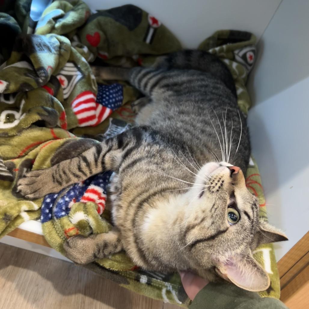 Pleakley, a Adoptable Domestic Short Hair in Saint Charles, MO image 6/6