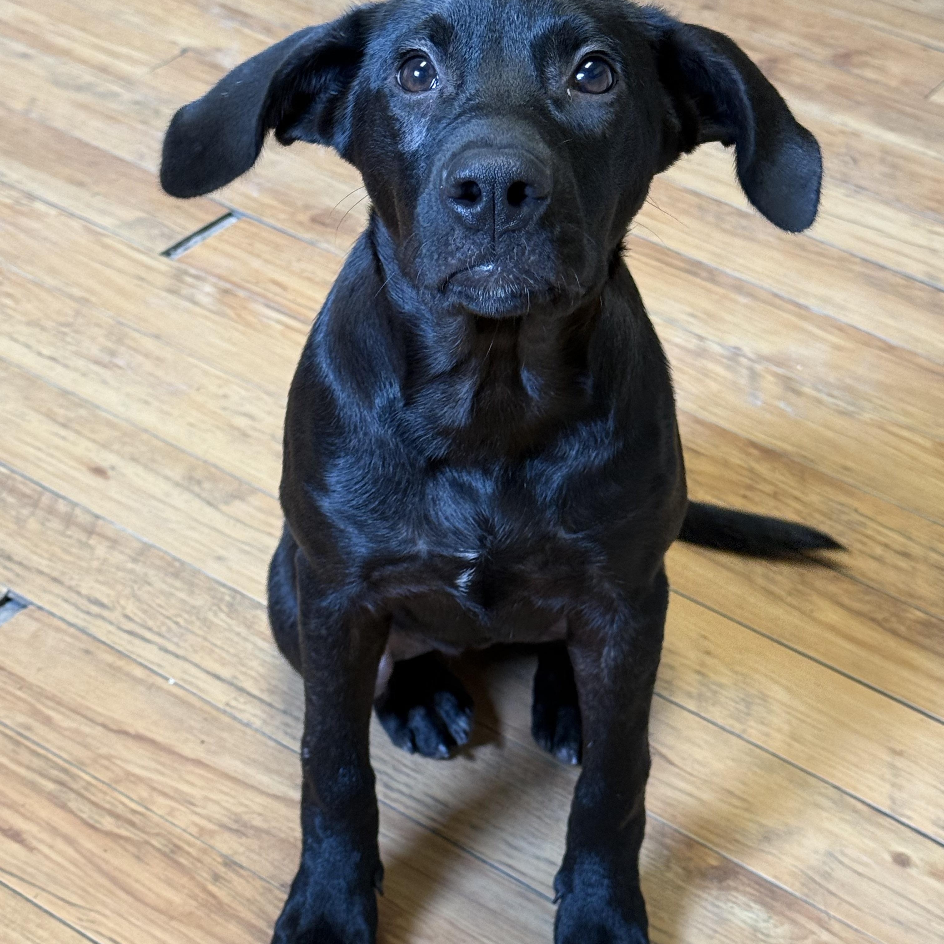 Enlarge Abby, a Adoptable Labrador Retriever in Marietta, GA image 1/4