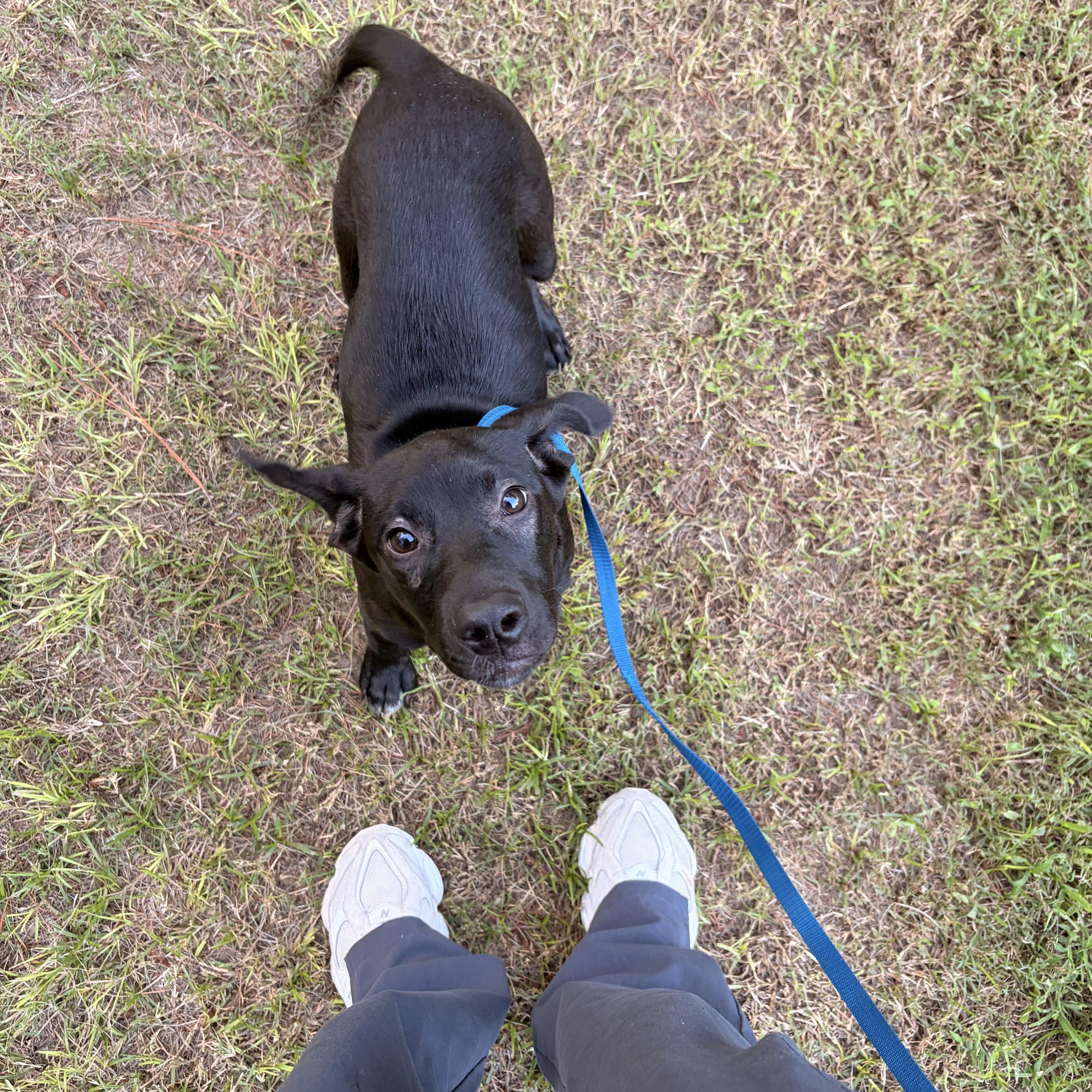 Enlarge Abby, a Adoptable Labrador Retriever in Marietta, GA image 2/4