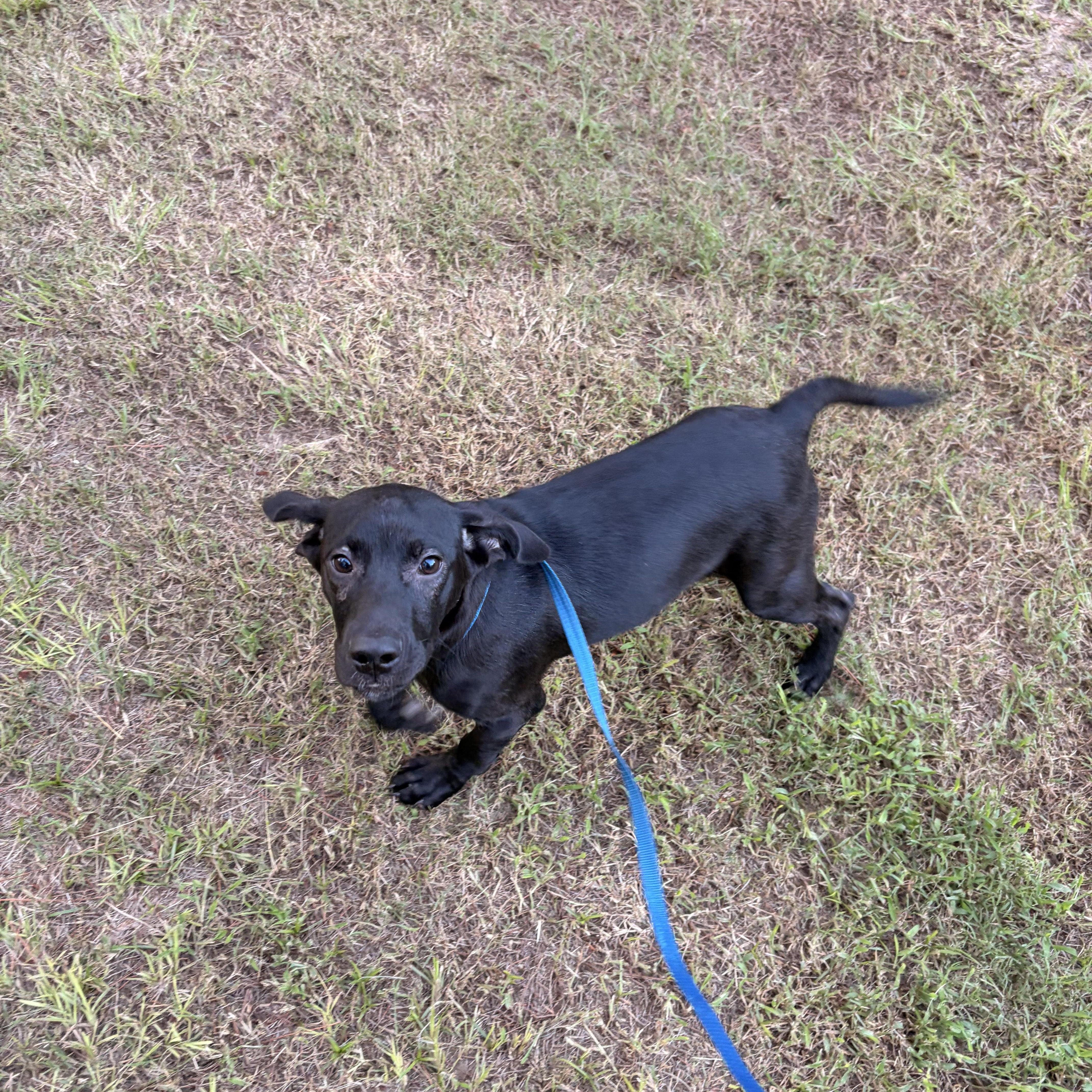 Enlarge Abby, a Adoptable Labrador Retriever in Marietta, GA image 3/4