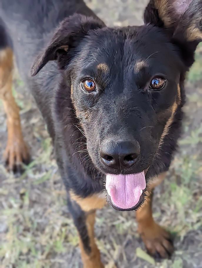 Enlarge Pupcorn, a Adoptable mixed breed in Mission, TX image 1/3