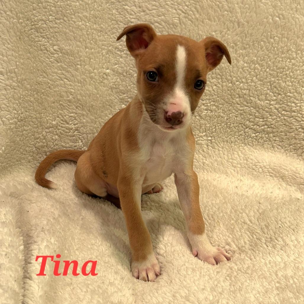 Enlarge Tina, a Adoptable mixed breed in Fairfax Station, VA image 1/6