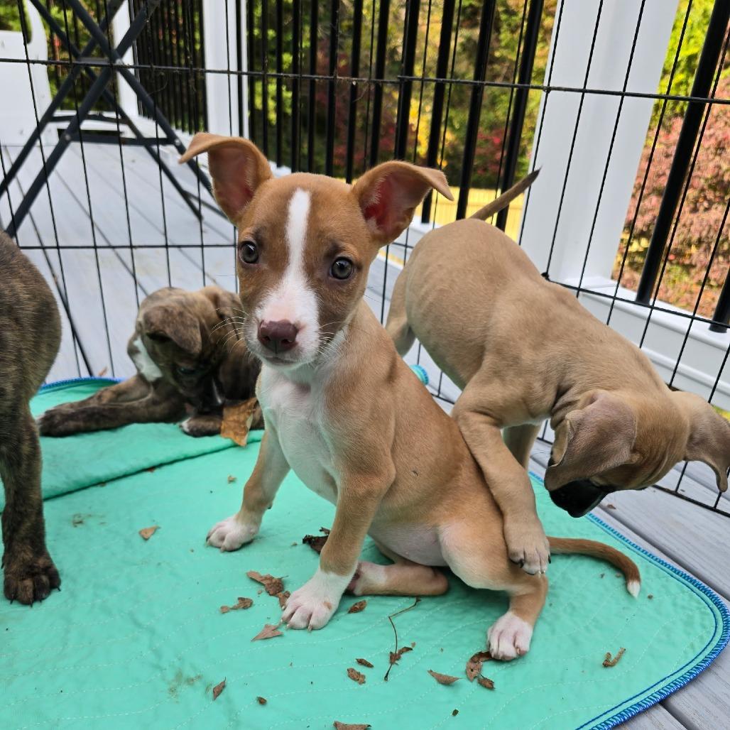 Enlarge Tina, a Adoptable mixed breed in Fairfax Station, VA image 2/6