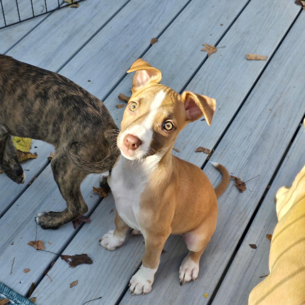 Enlarge Tina, a Adoptable mixed breed in Fairfax Station, VA image 3/6