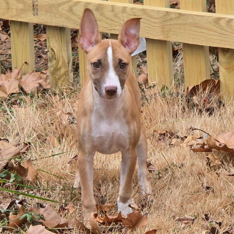 Enlarge Tina, a Adoptable mixed breed in Fairfax Station, VA image 4/6