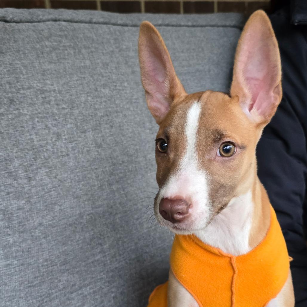 Enlarge Tina, a Adoptable mixed breed in Fairfax Station, VA image 5/6