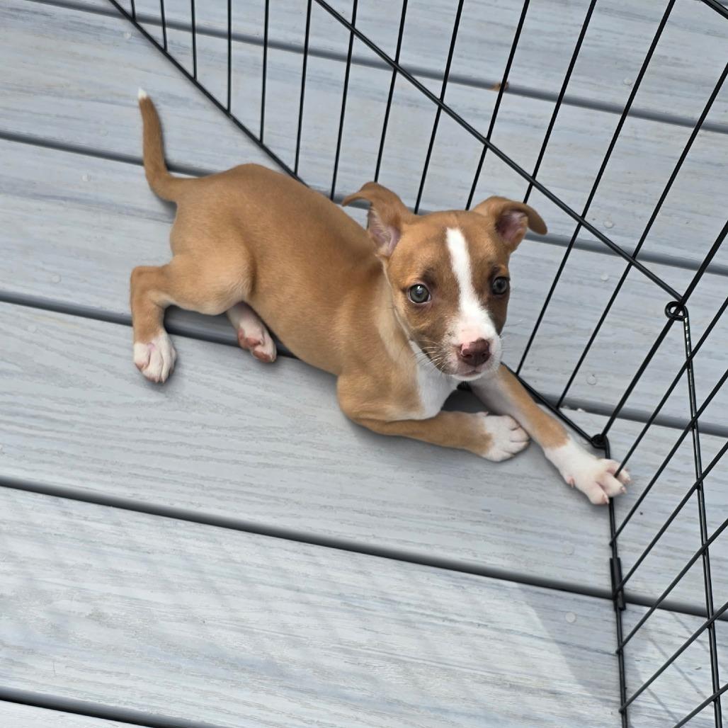 Enlarge Tina, a Adoptable mixed breed in Fairfax Station, VA image 6/6