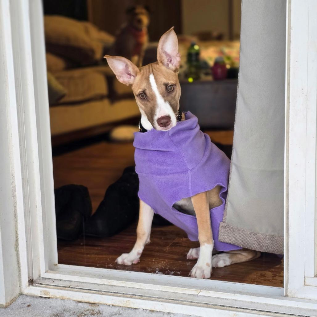 Enlarge Tina, a Adoptable mixed breed in Fairfax Station, VA image 6/6