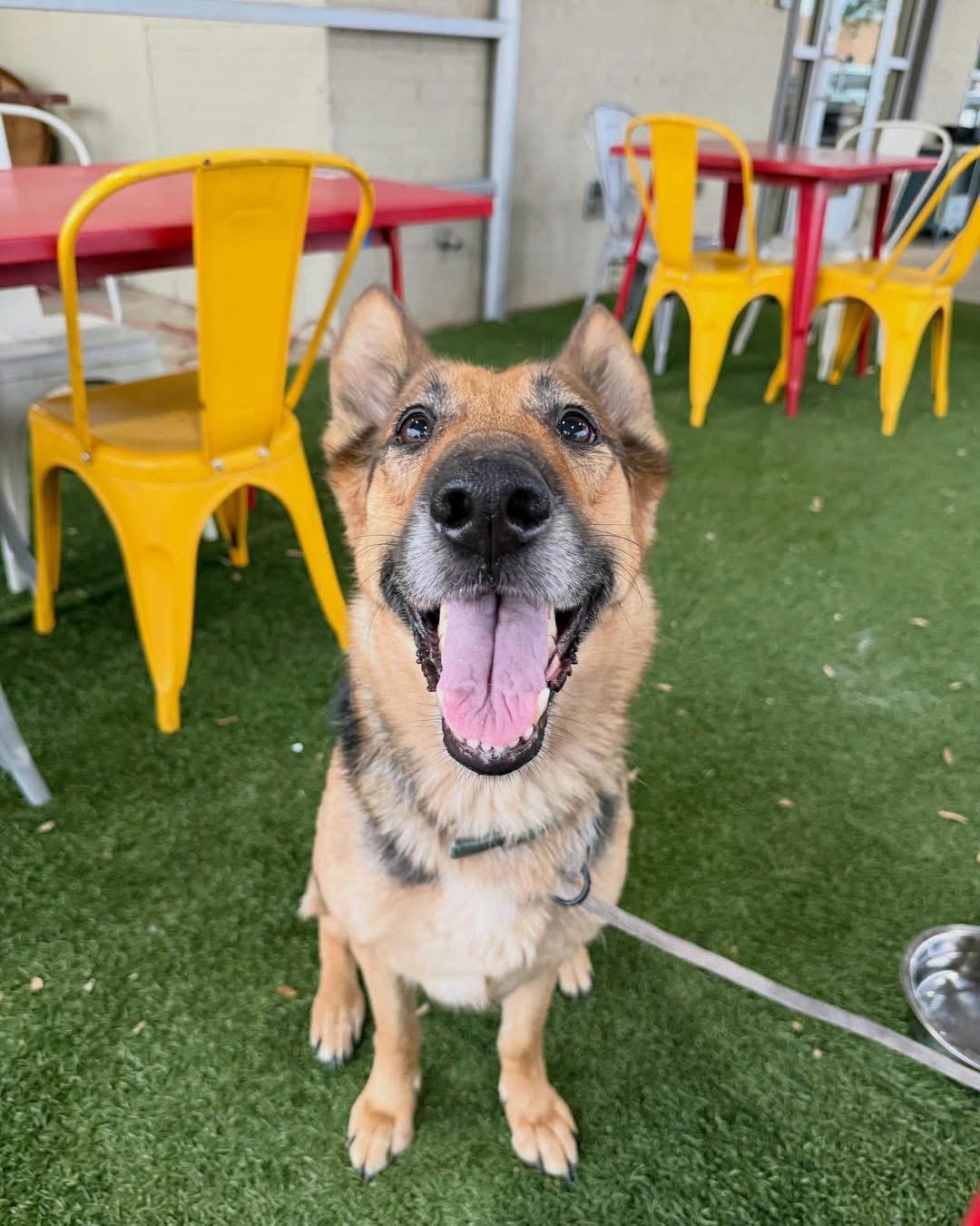 Manuka, adopted, Adult Female German Shepherd Dog.