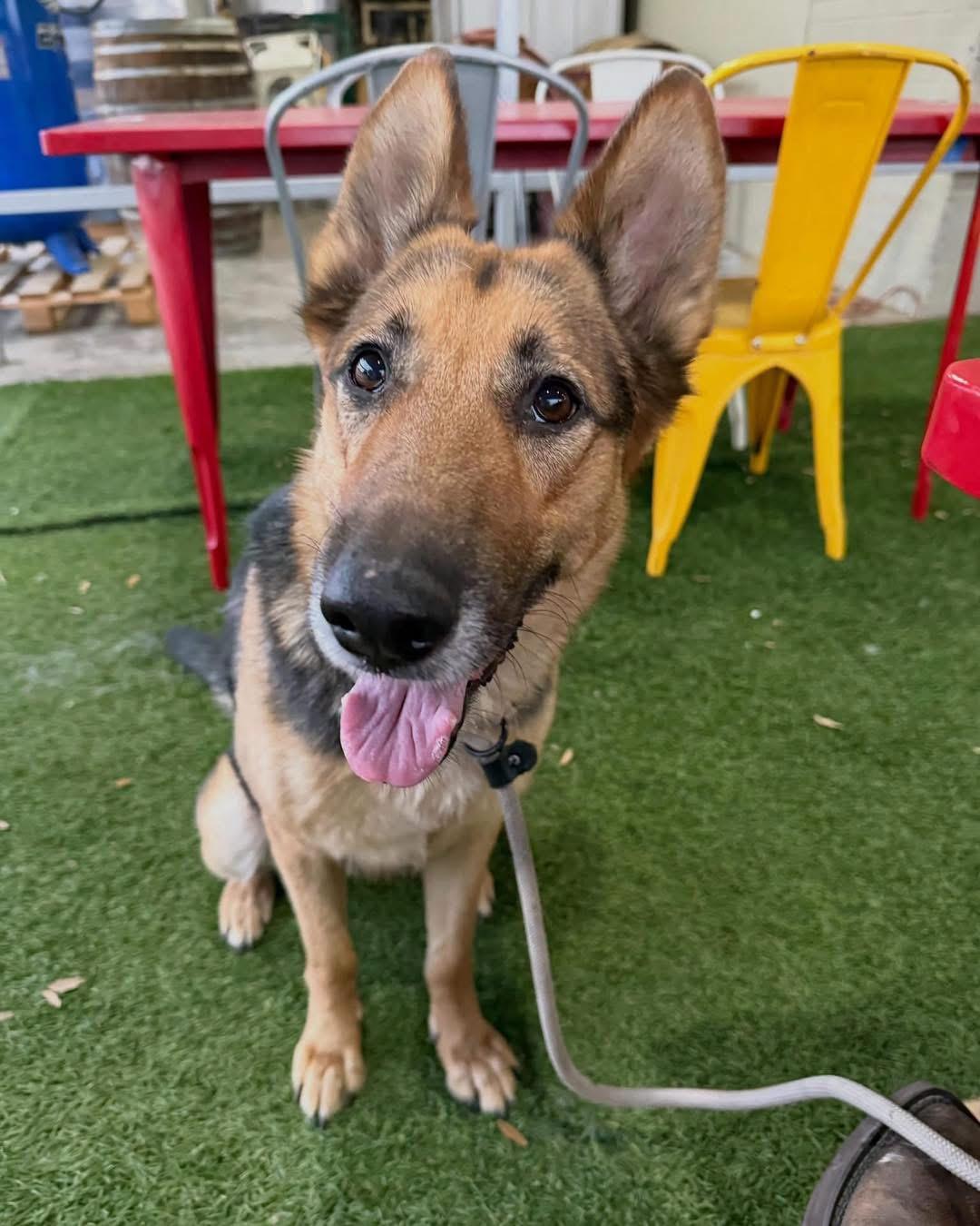 Manuka, an adopted German Shepherd Dog in New Rochelle, NY image 3/3