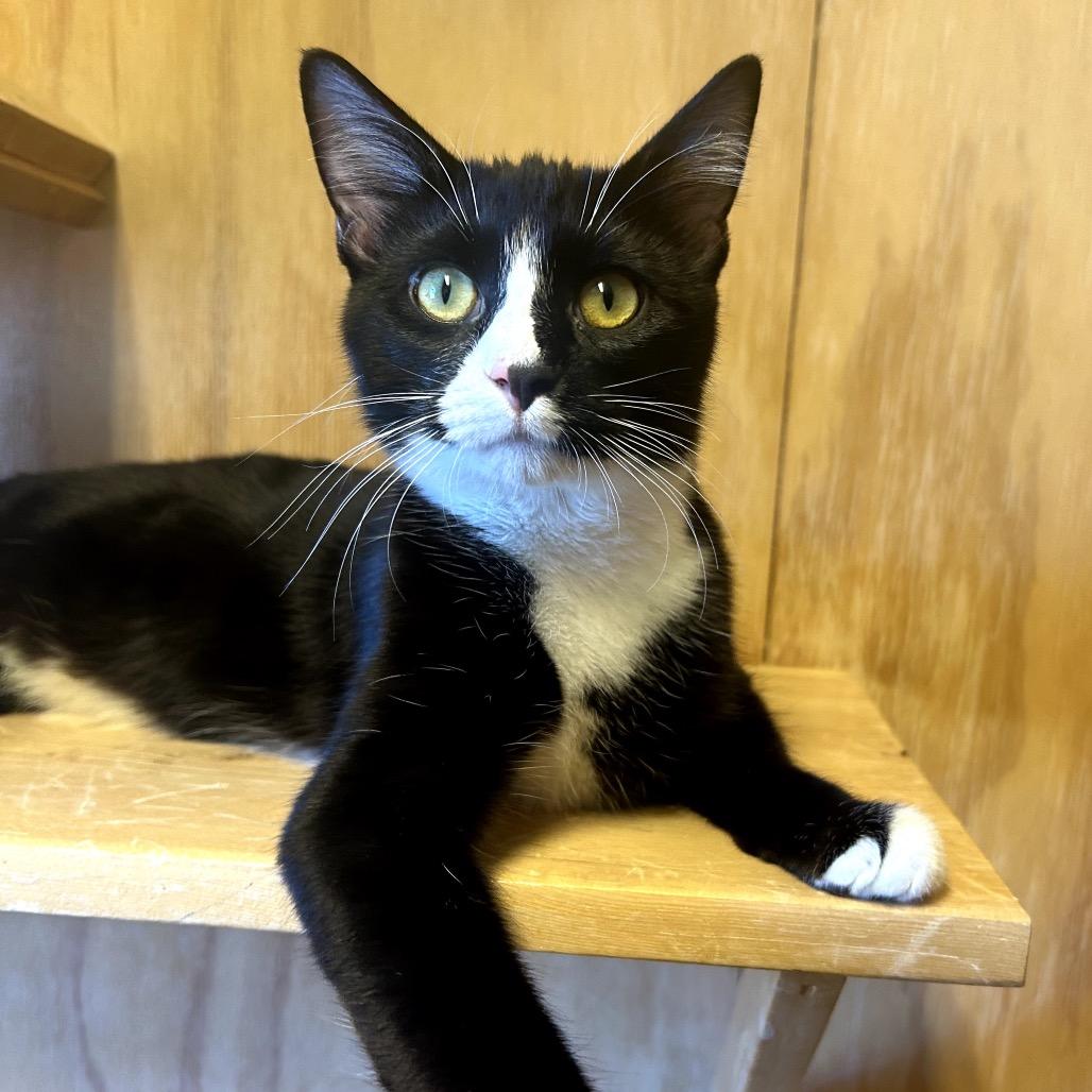 Cody, Adoptable, Young Male Domestic Short Hair.