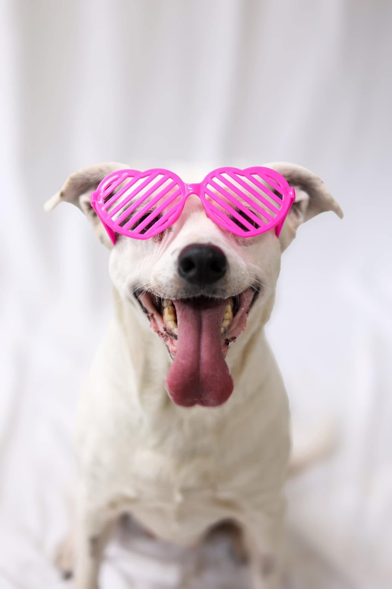 Enlarge Classy, a Adoptable mixed breed in Greenville, KY image 1/1