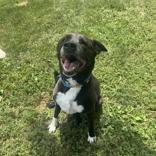 Enlarge Jack, a ADOPTABLE Mixed Breed in Hilliard, OH image 2/2