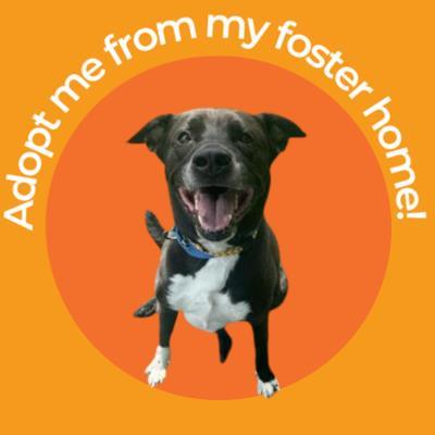 Jack, ADOPTABLE, Adult Male Mixed Breed.