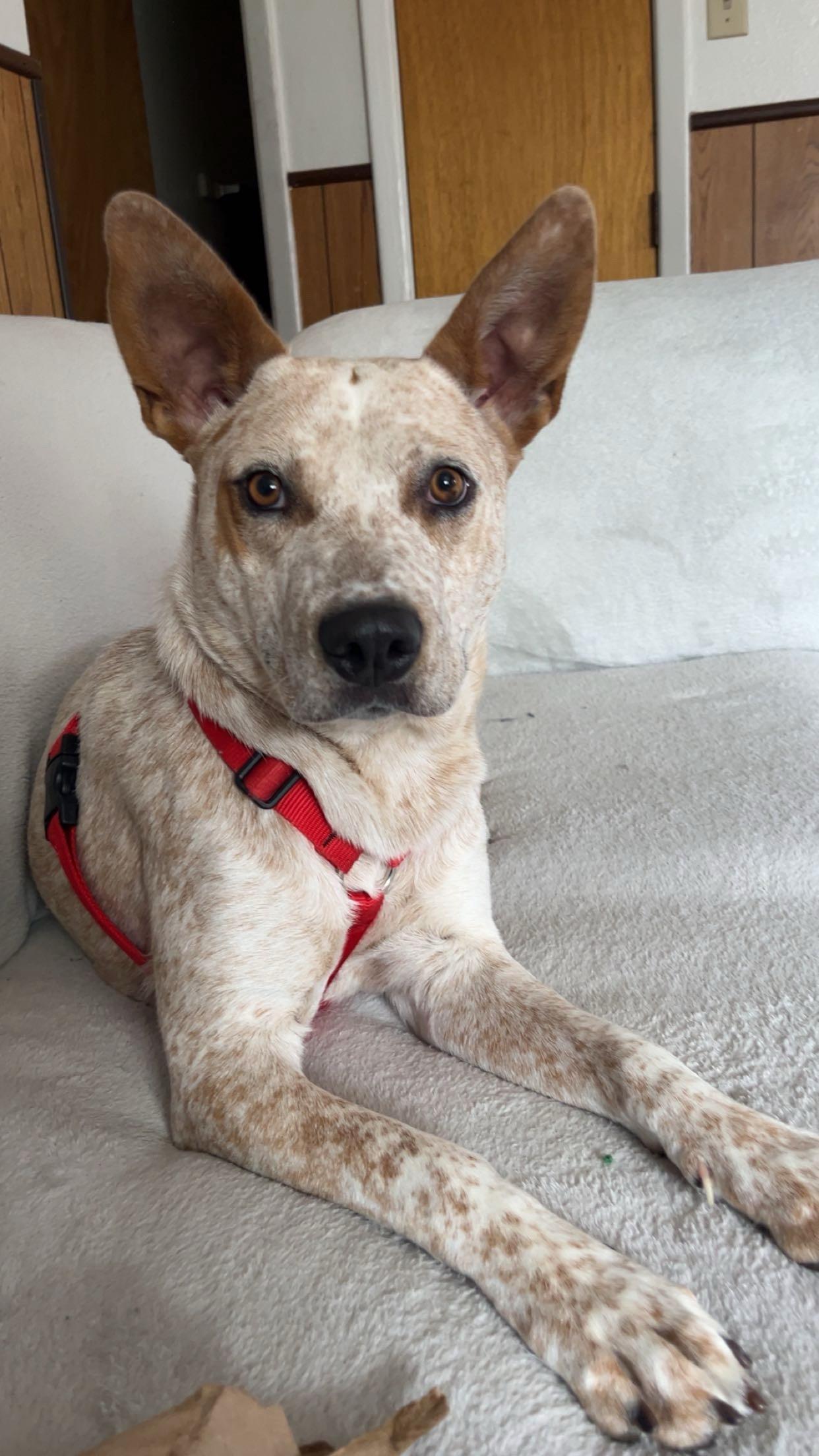 Shelly, a Adoptable mixed breed in Durango, CO image 1/6