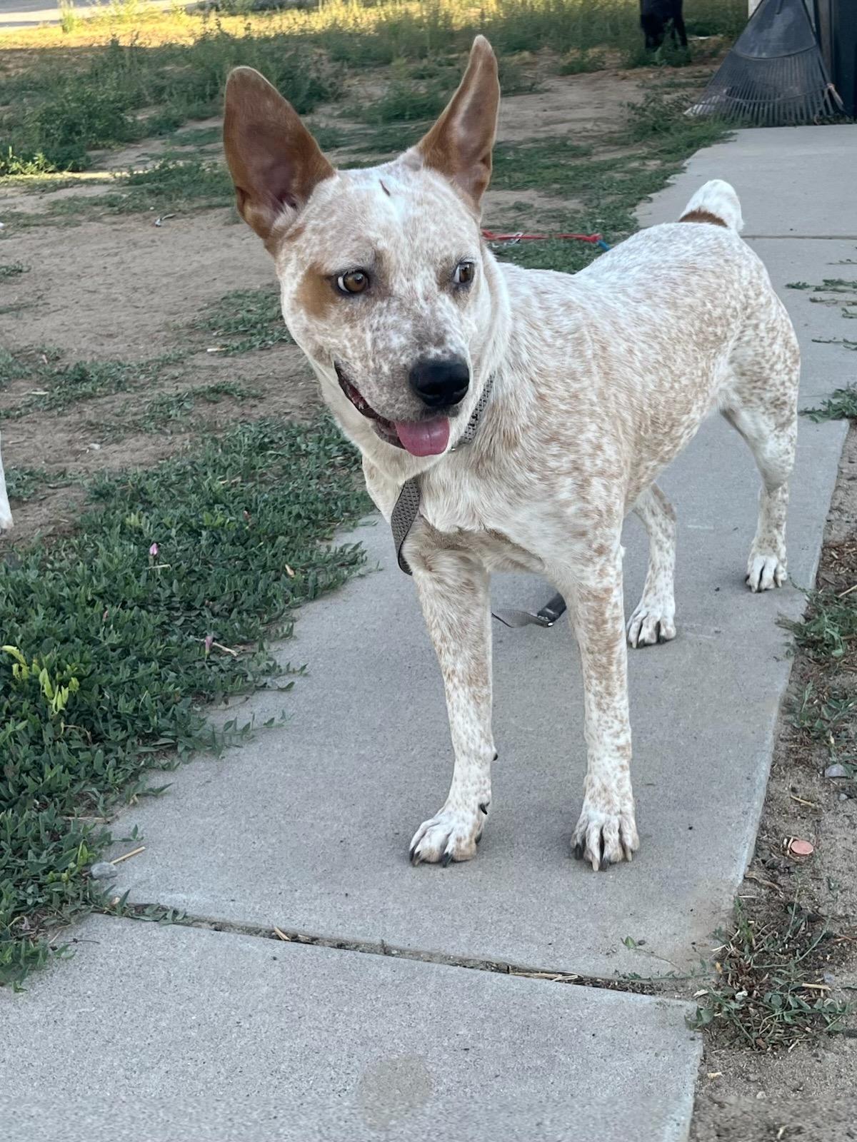Shelly, a Adoptable mixed breed in Durango, CO image 3/6