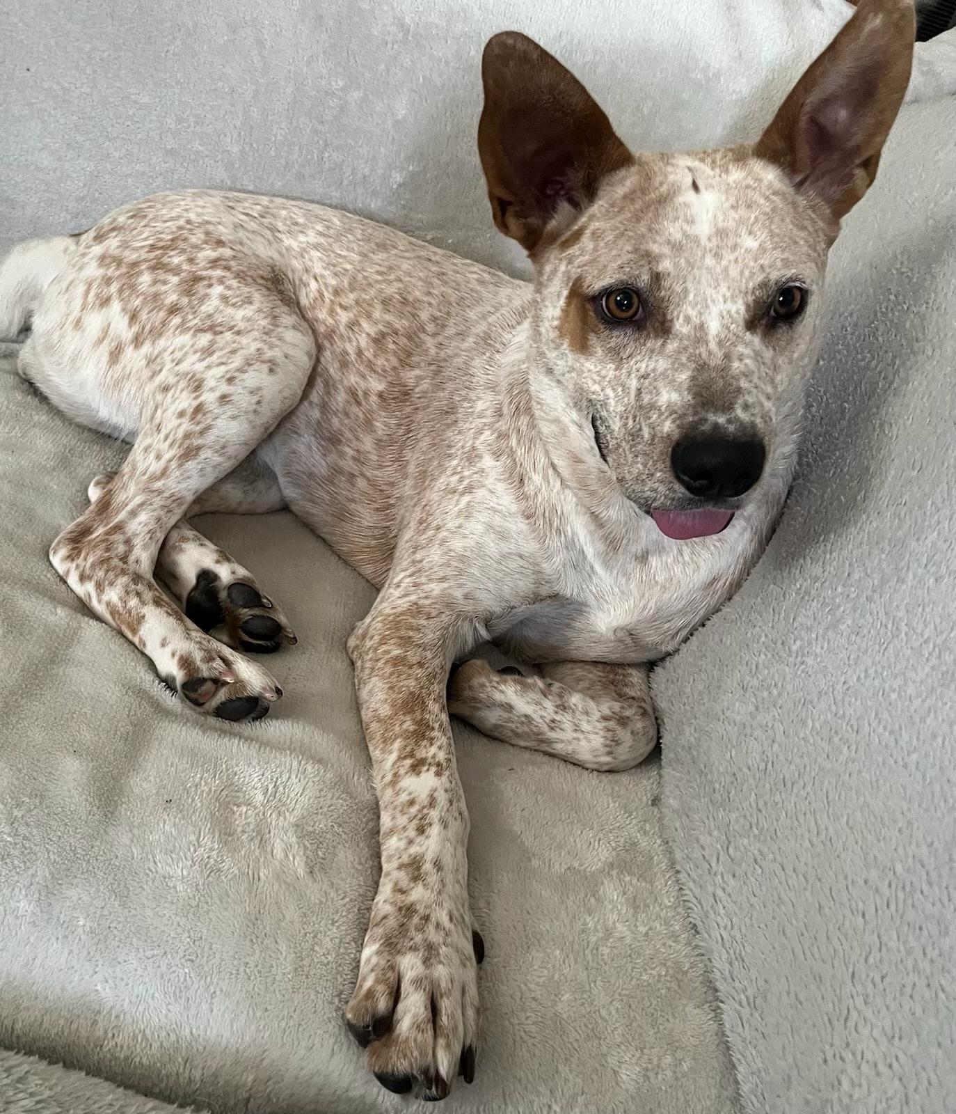 Shelly, a Adoptable mixed breed in Durango, CO image 5/6