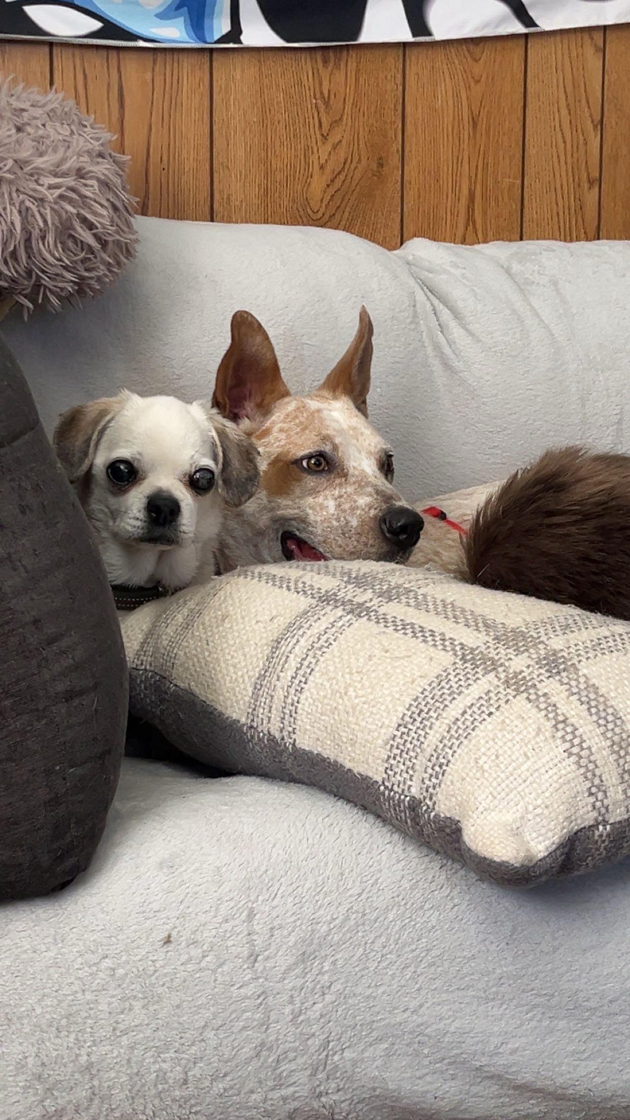 Shelly, a Adoptable mixed breed in Durango, CO image 6/6