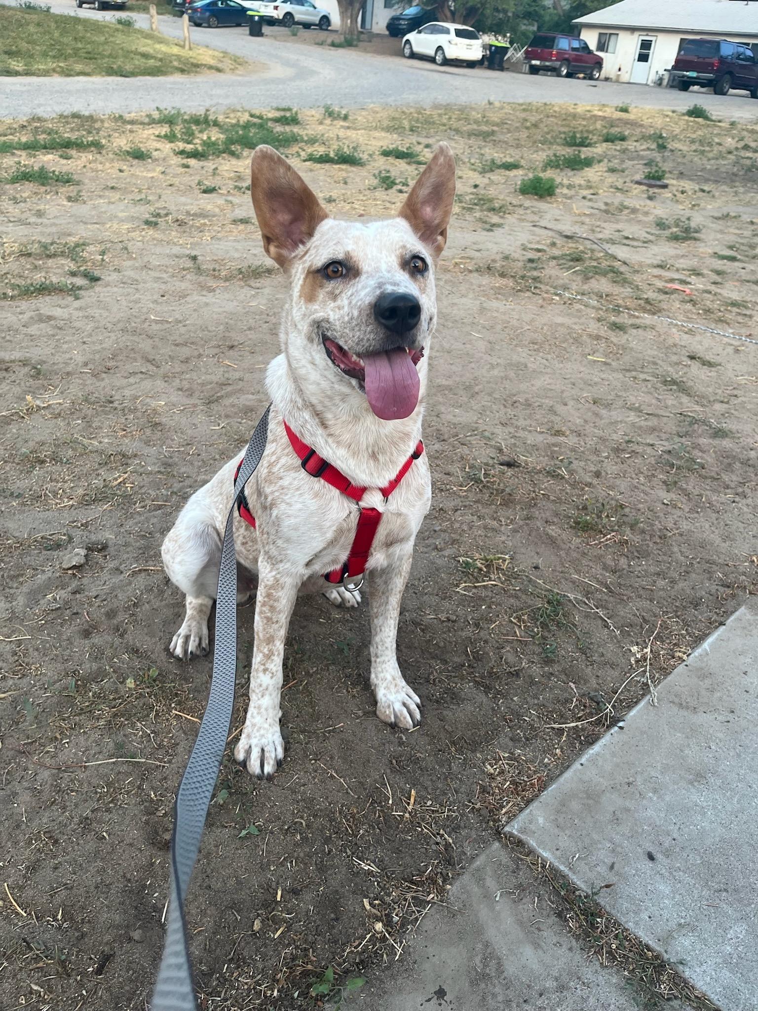 Shelly, a Adoptable mixed breed in Durango, CO image 2/6