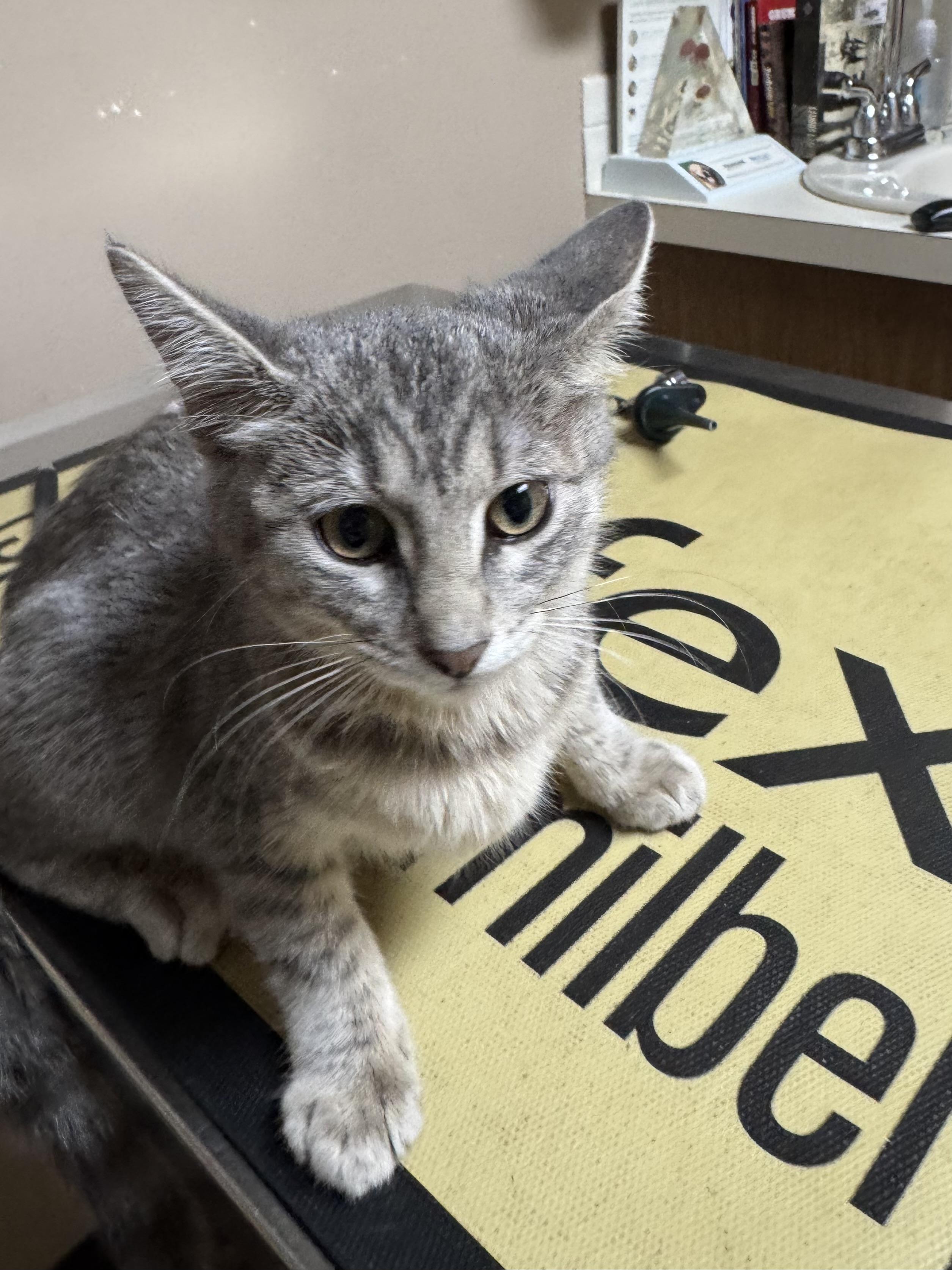 Wolfie, adopted, Kitten Female Domestic Short Hair.