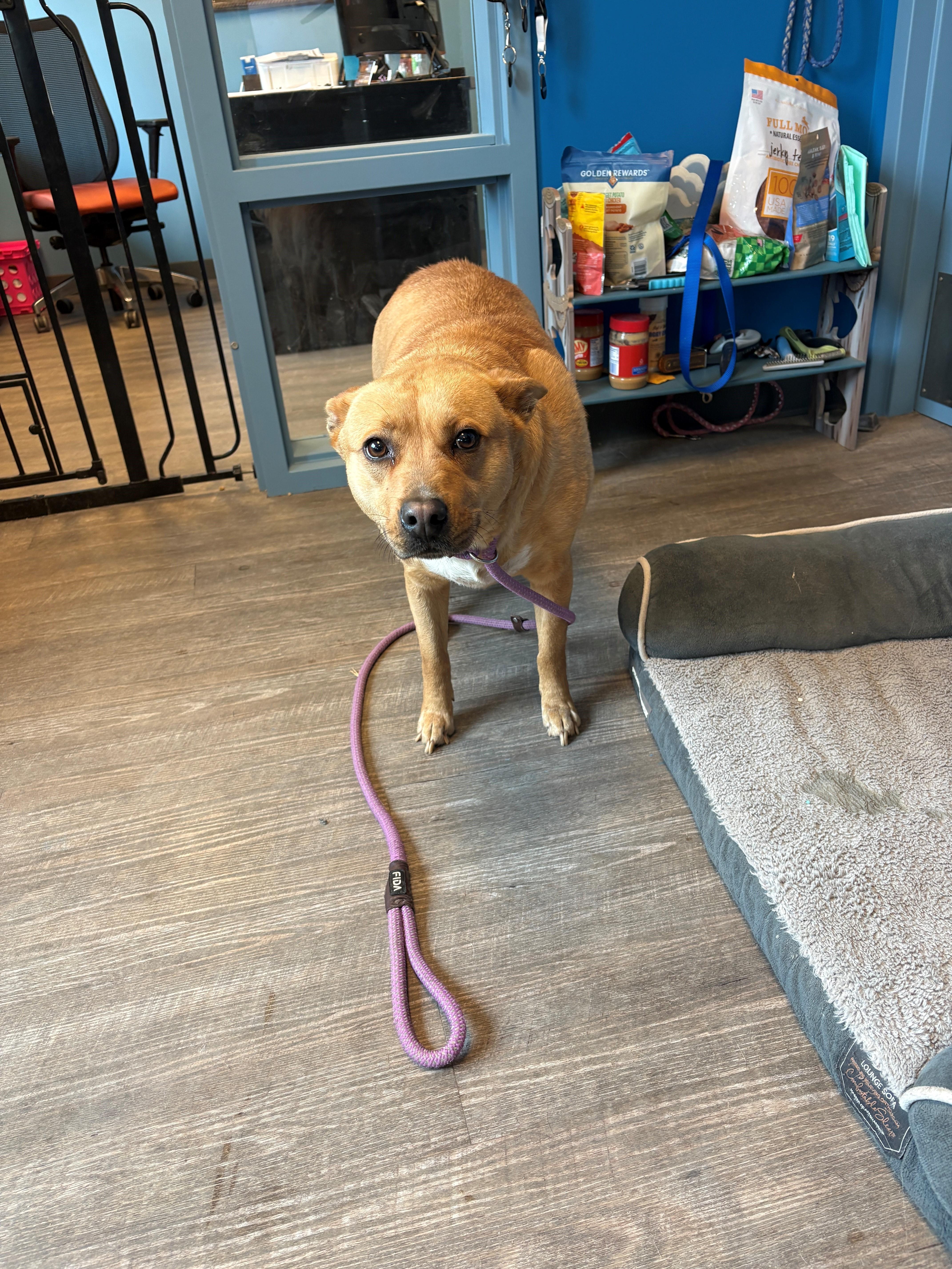 Enlarge 26-0110 "Daisy", a ADOPTABLE mixed breed in Leavenworth, KS image 1/1