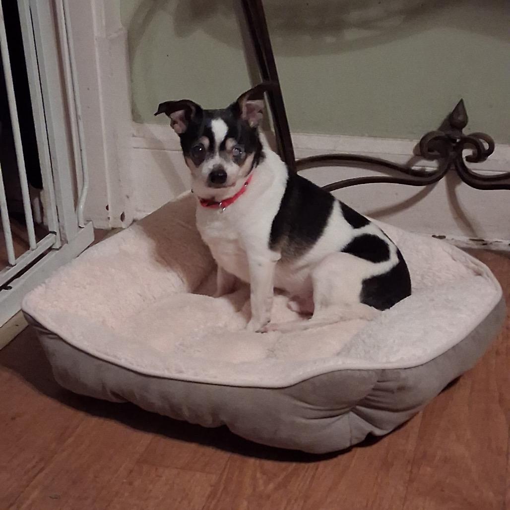 Brutus (Bonded with Odie), Adoptable, Senior Male Chihuahua.