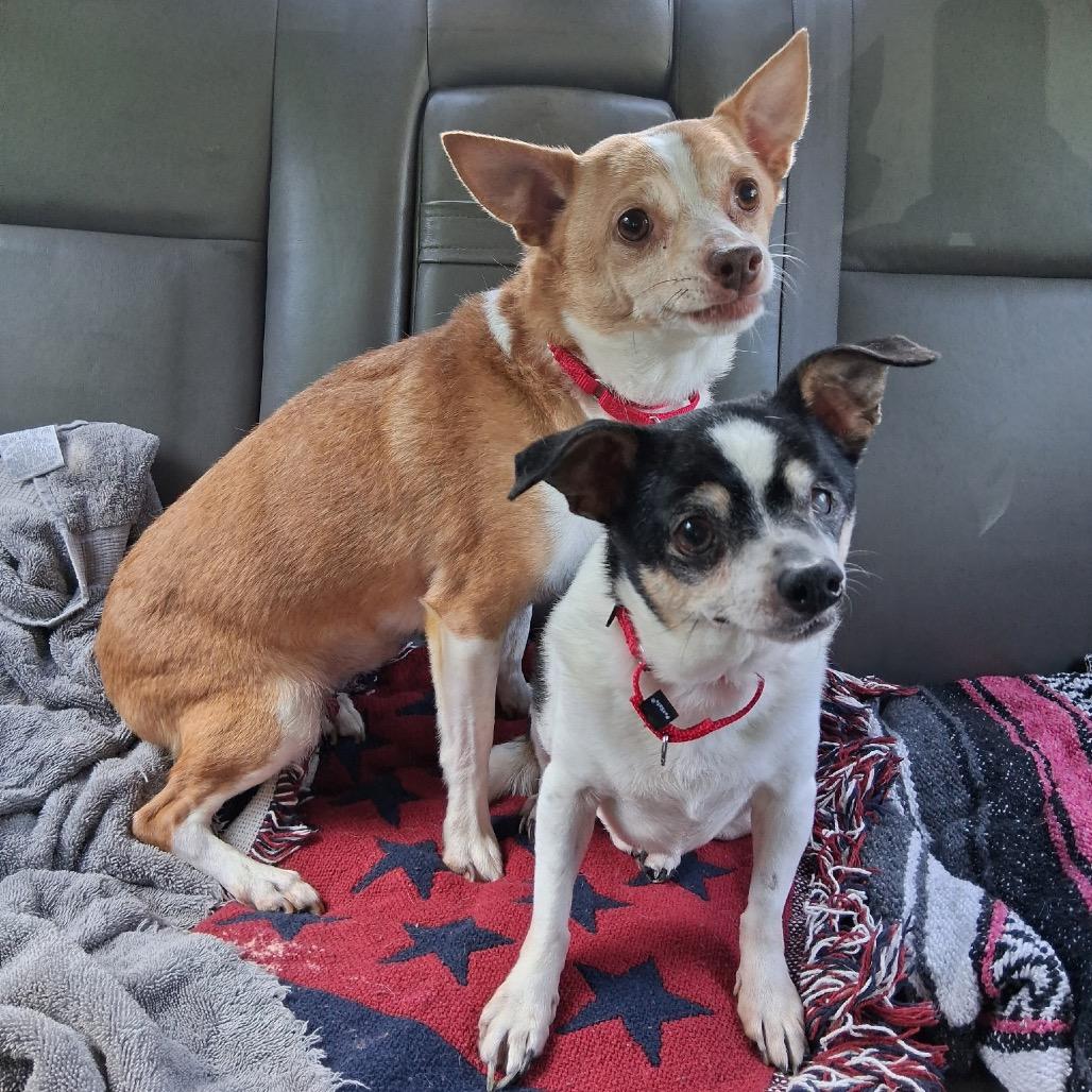 Enlarge Brutus (Bonded with Odie), a Adoptable Chihuahua in Avon, OH image 2/6