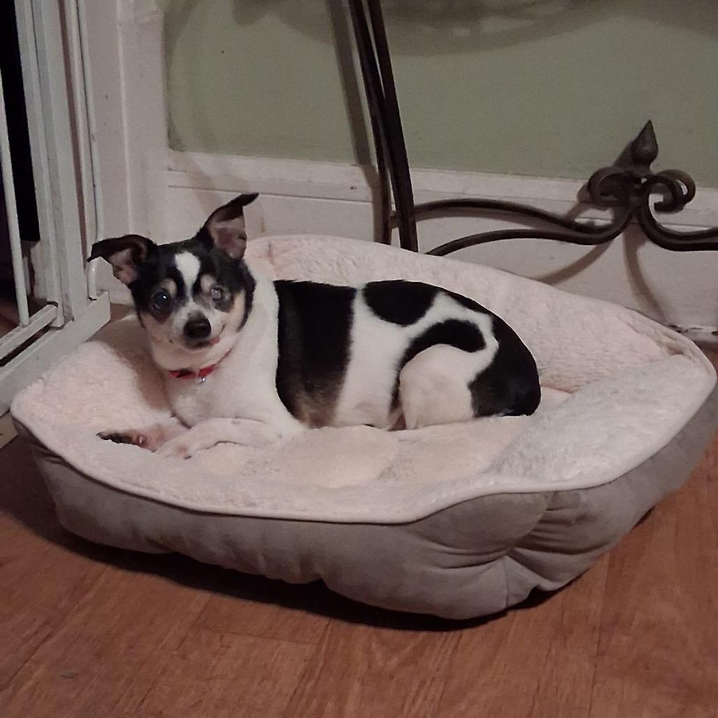 Enlarge Brutus (Bonded with Odie), a Adoptable Chihuahua in Avon, OH image 3/6