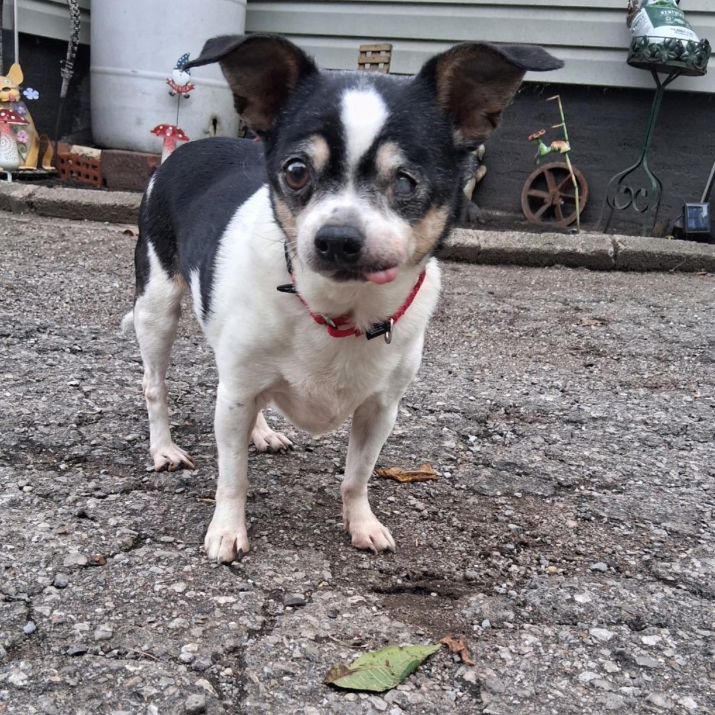 Enlarge Brutus (Bonded with Odie), a Adoptable Chihuahua in Avon, OH image 4/6