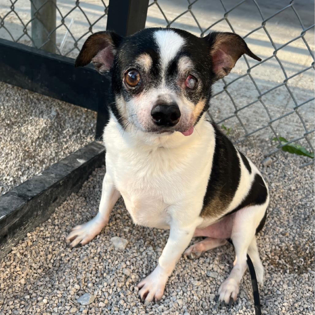 Enlarge Brutus (Bonded with Odie), a Adoptable Chihuahua in Avon, OH image 5/6