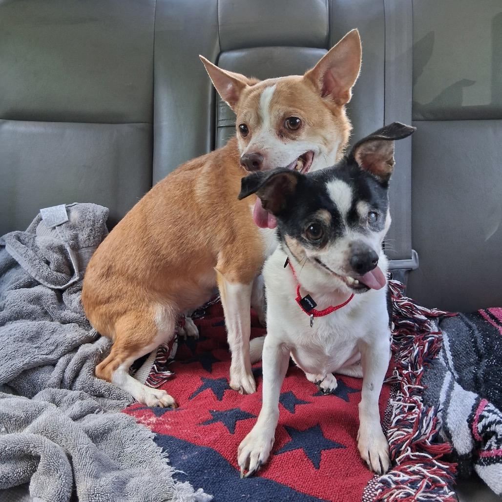 Enlarge Brutus (Bonded with Odie), a Adoptable Chihuahua in Avon, OH image 6/6