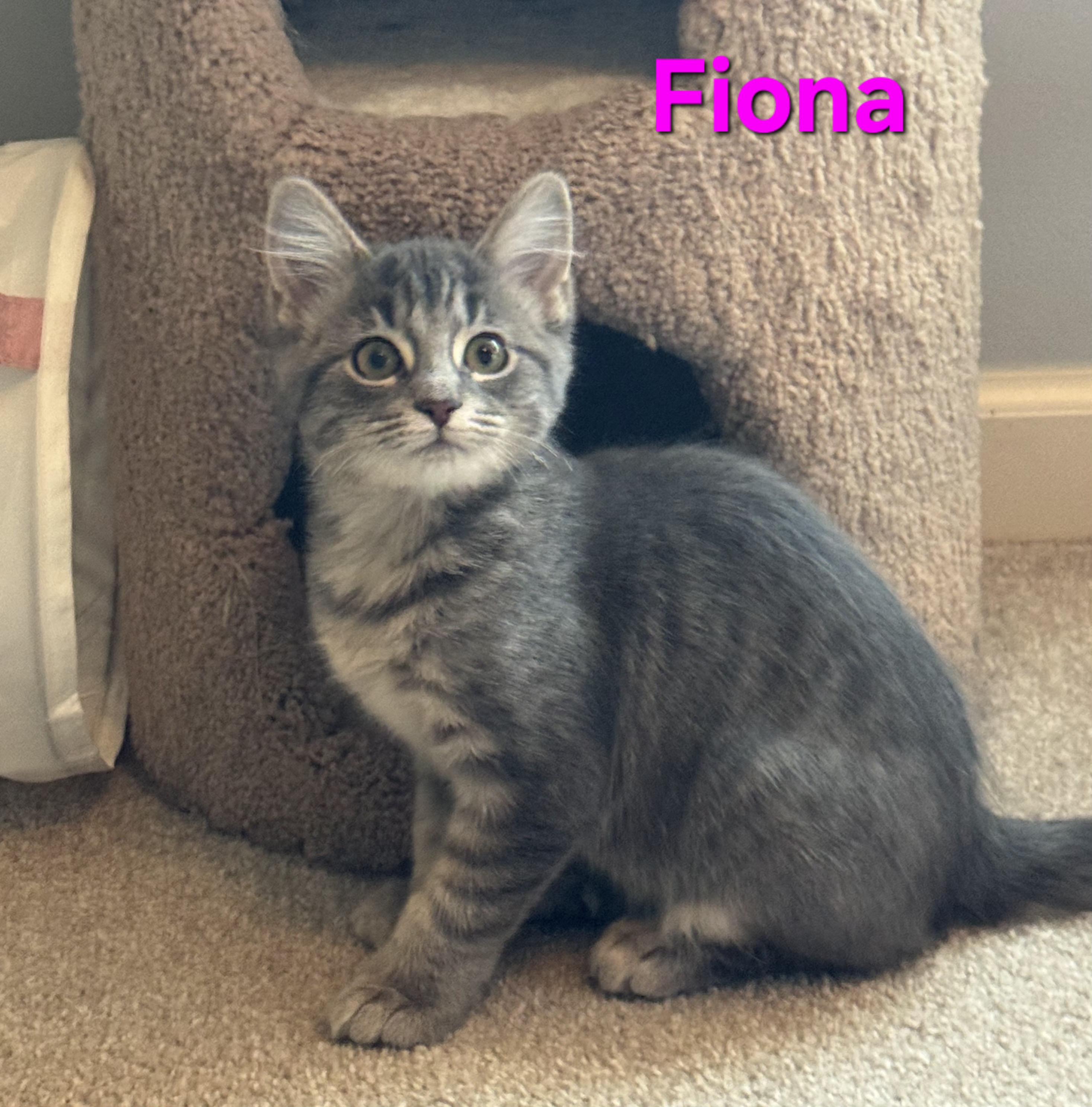 Fiona (siblings are Fleetwood, Avril & Sinead), adopted, Kitten Female Domestic Short Hair.