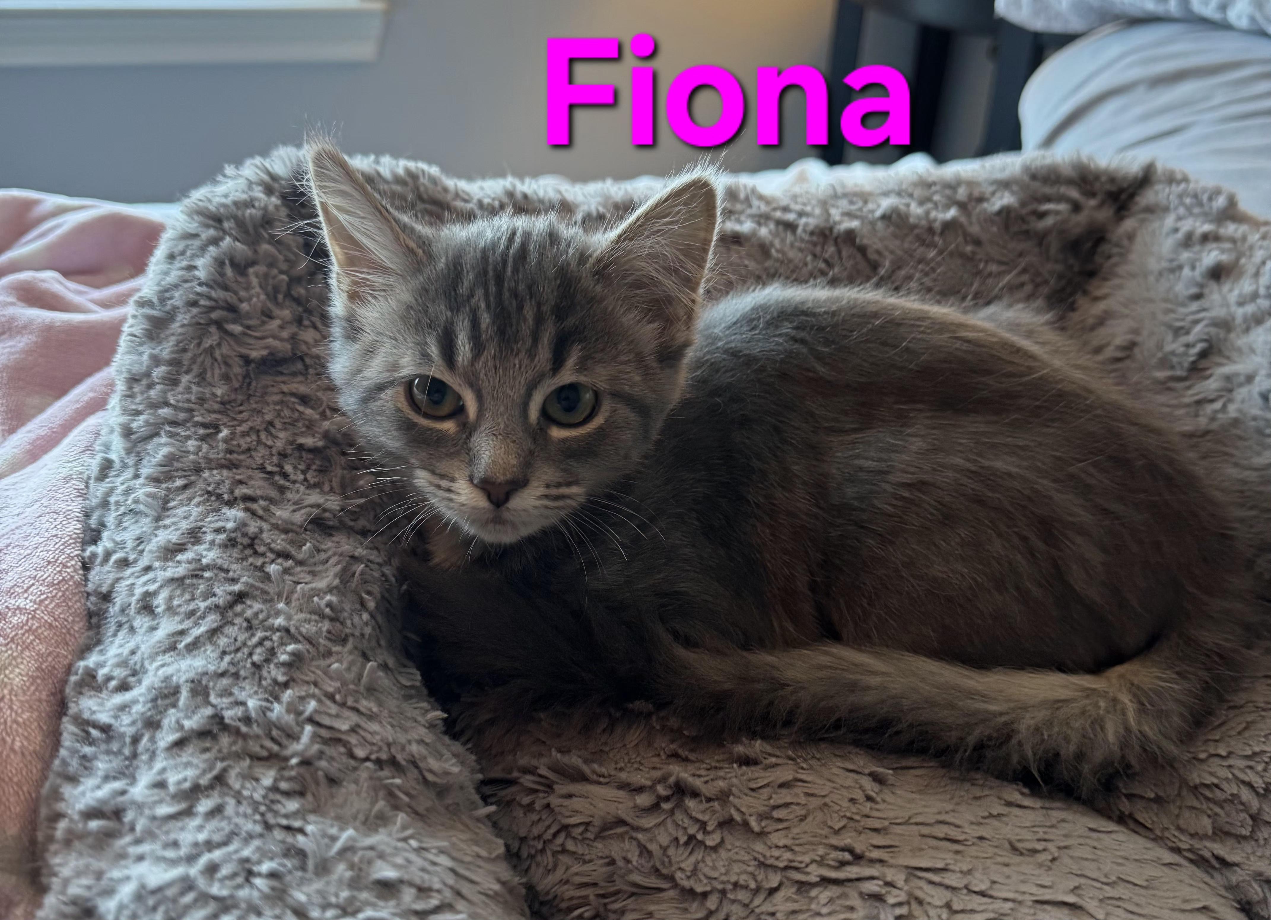 Enlarge Fiona (siblings are Fleetwood, Avril & Sinead), an adopted Domestic Short Hair in Brighton, MI image 3/4