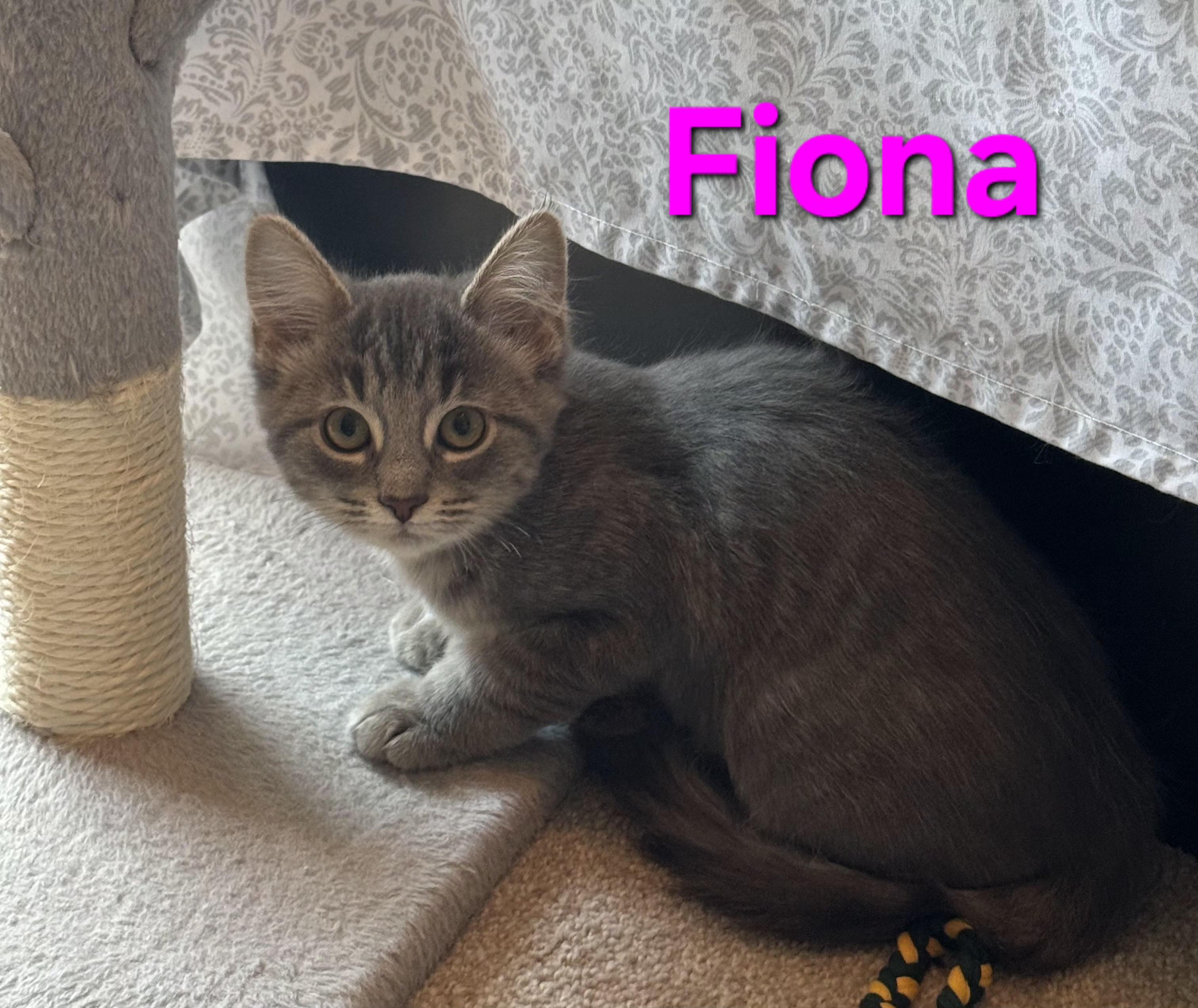 Enlarge Fiona (siblings are Fleetwood, Avril & Sinead), an adopted Domestic Short Hair in Brighton, MI image 4/4