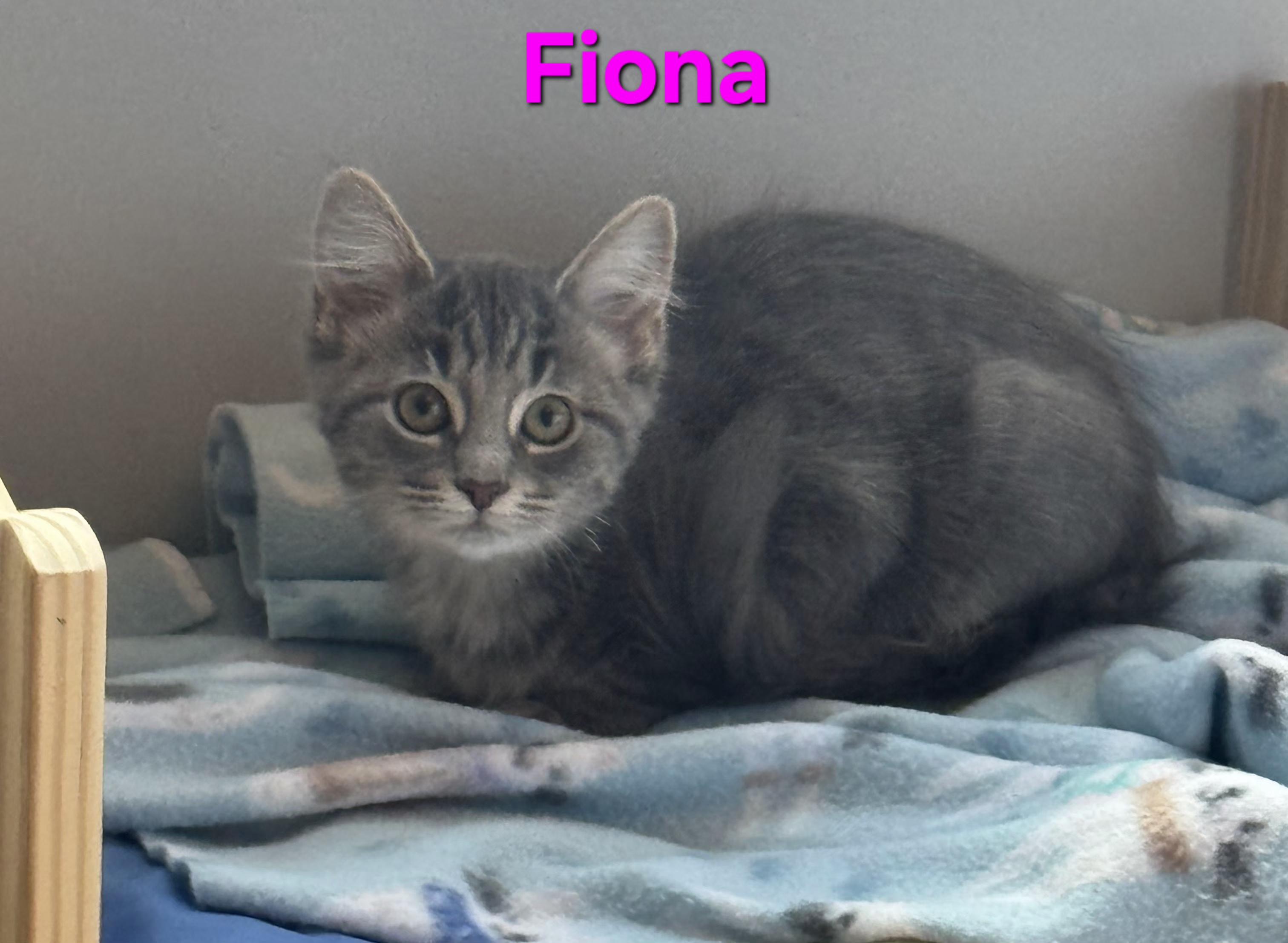 Enlarge Fiona (siblings are Fleetwood, Avril & Sinead), an adopted Domestic Short Hair in Brighton, MI image 2/4