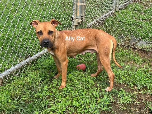 Enlarge Ally Cat, a Adoptable Mixed Breed in Newberry, SC image 1/4