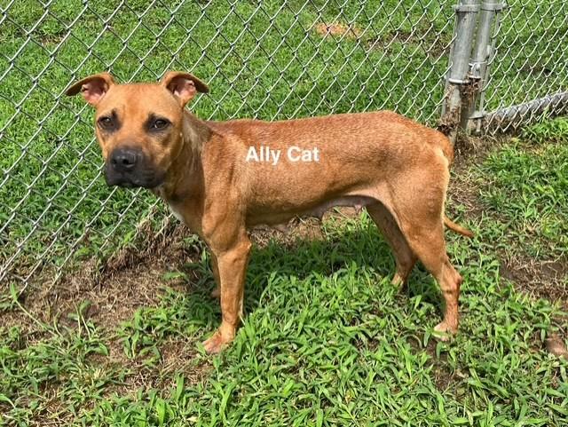 Enlarge Ally Cat, a Adoptable Mixed Breed in Newberry, SC image 2/4