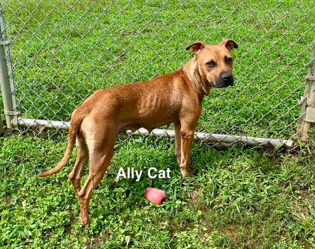 Enlarge Ally Cat, a Adoptable Mixed Breed in Newberry, SC image 3/4