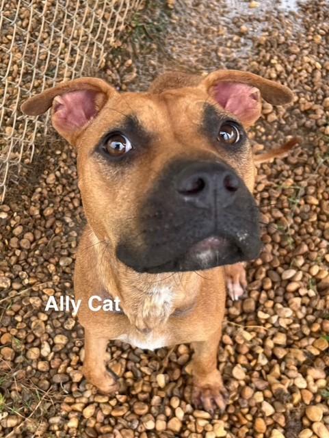 Enlarge Ally Cat, a Adoptable Mixed Breed in Newberry, SC image 4/4