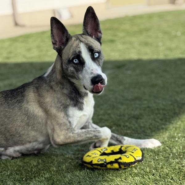 Enlarge Hensley, a Adoptable mixed breed in Canton, GA image 1/2