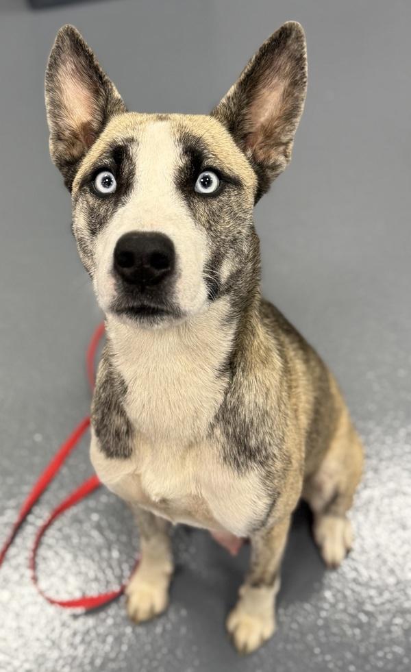 Enlarge Hensley, a Adoptable mixed breed in Canton, GA image 2/2