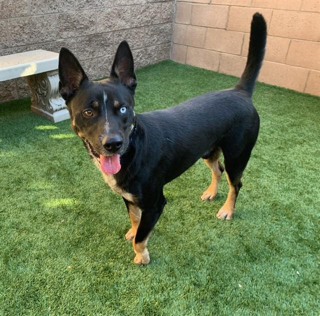 MACKENZIE, Adoptable, Adult Male German Shepherd Dog & Mixed Breed.