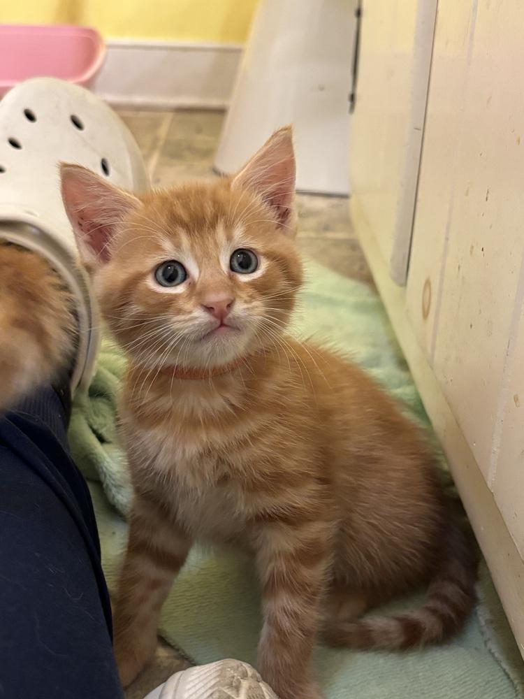 Timmy, a Adoptable Domestic Short Hair in Henrico, VA image 1/6