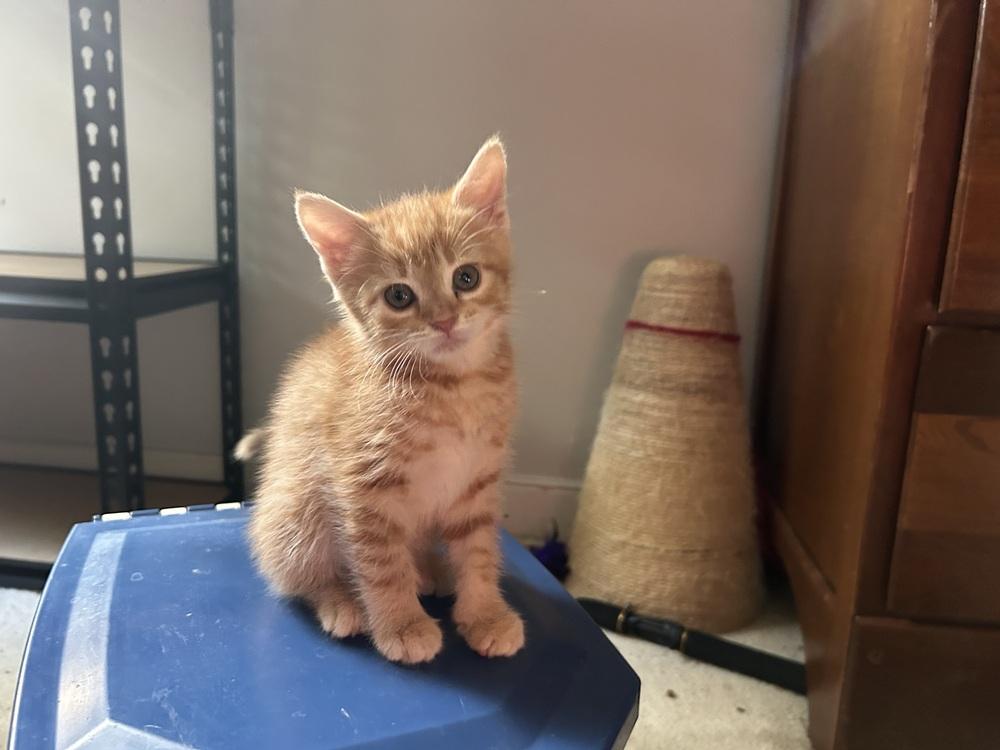 Timmy, a Adoptable Domestic Short Hair in Henrico, VA image 4/6