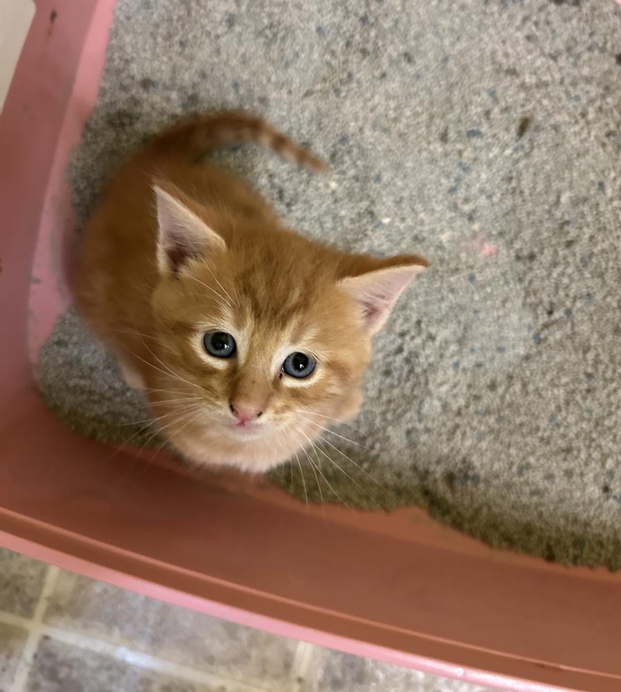 Timmy, a Adoptable Domestic Short Hair in Henrico, VA image 6/6