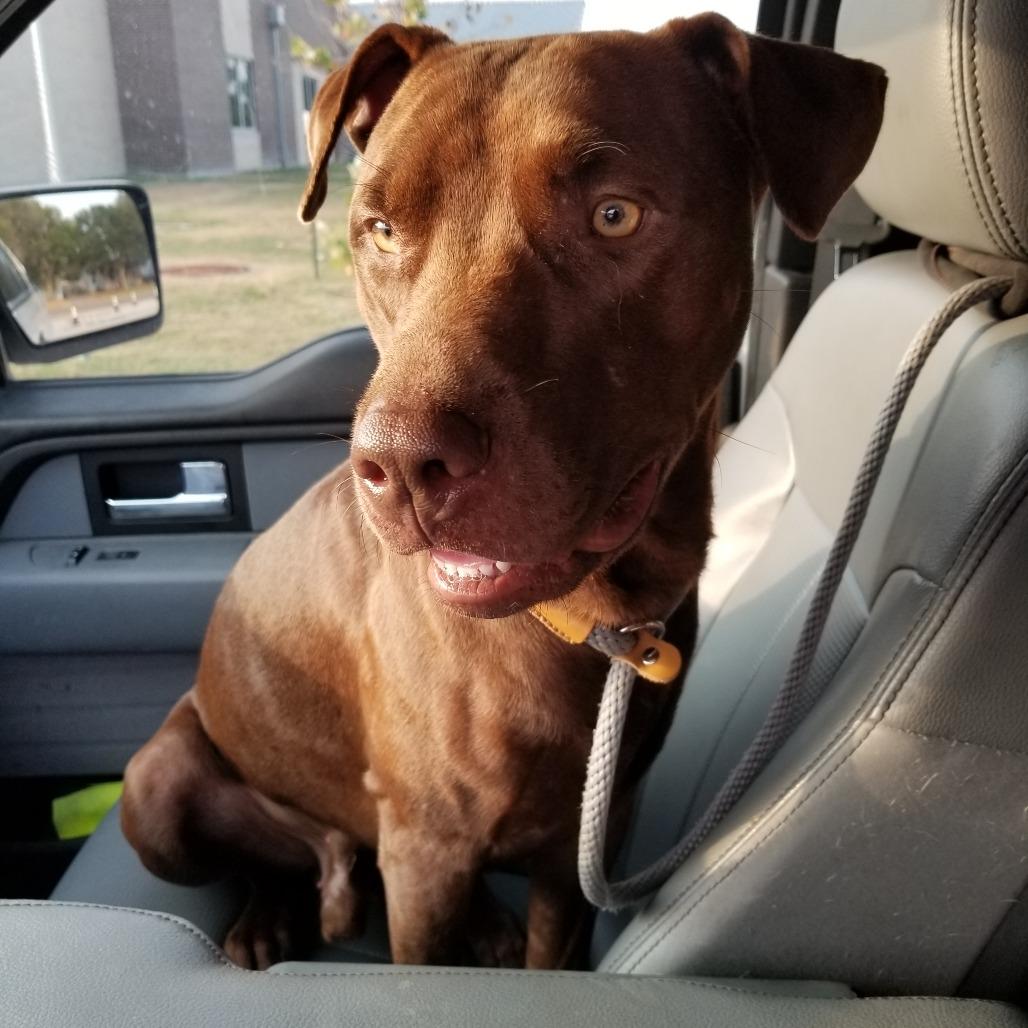 Pepinyo, Adoptable, Adult Male Labrador Retriever & Pit Bull Terrier.