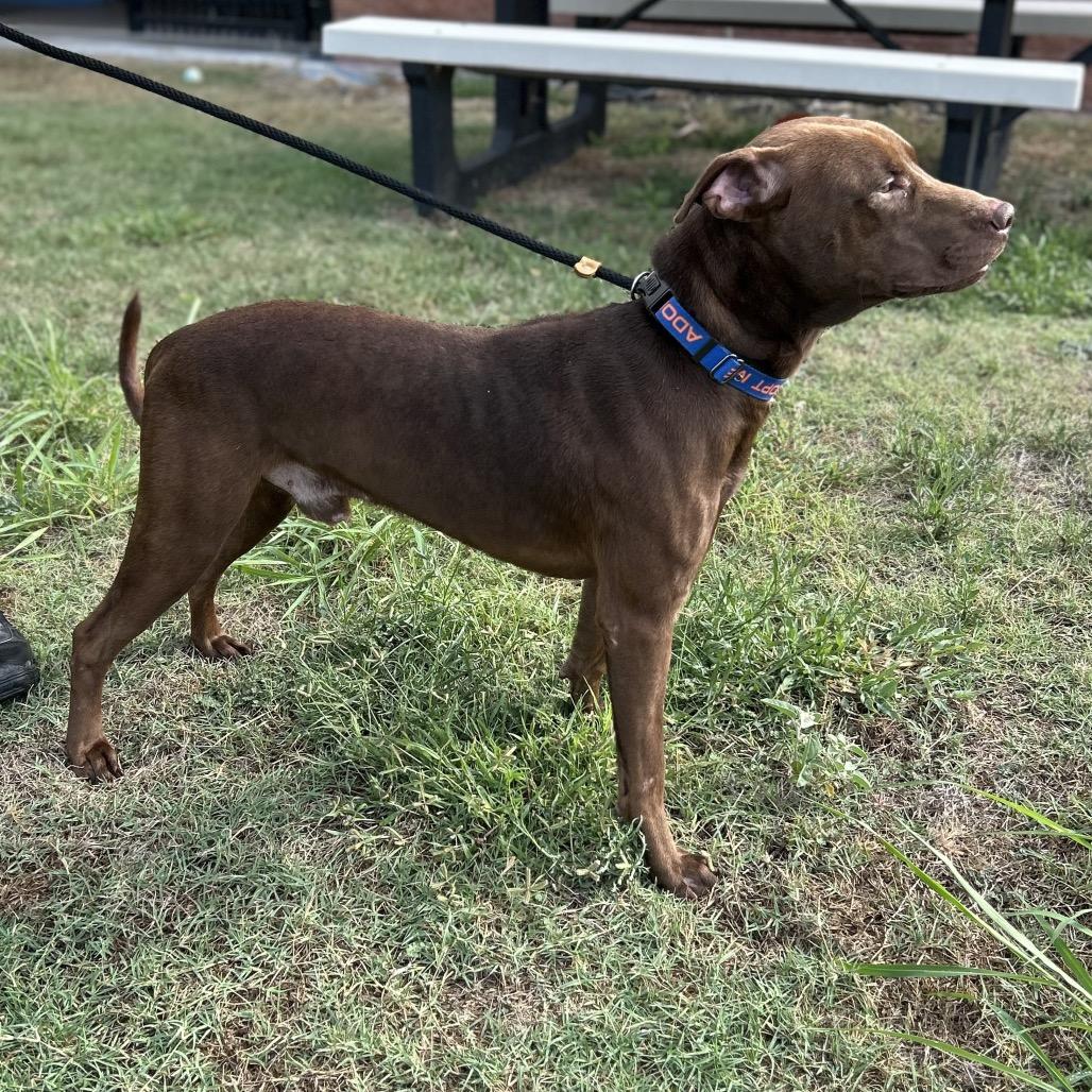 Enlarge Pepinyo, a Adoptable mixed breed in Portland, TX image 2/3